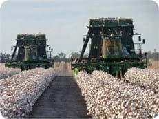 cotton picking